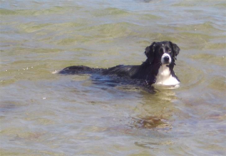 Blanding af racer Zenta billede 12