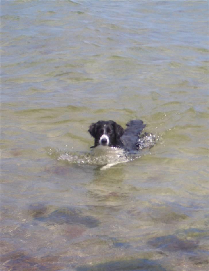 Blanding af racer Zenta billede 13