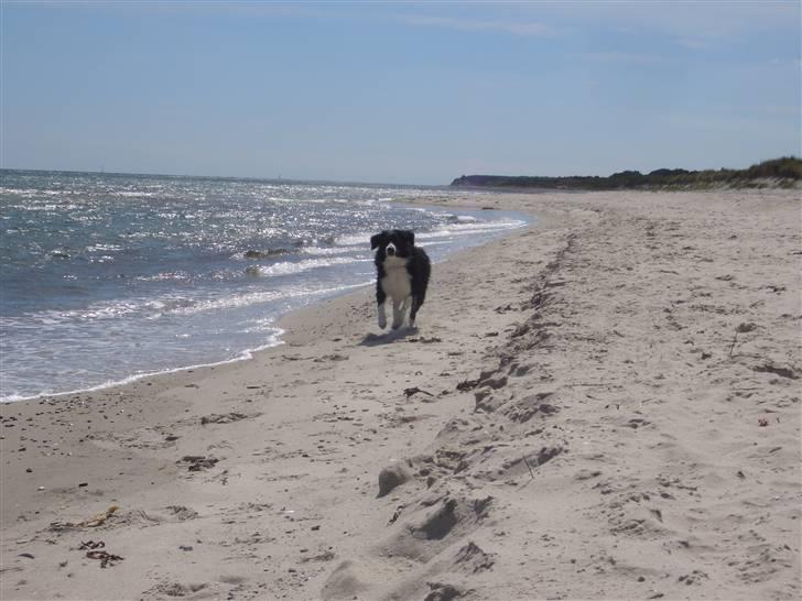 Blanding af racer Zenta billede 14