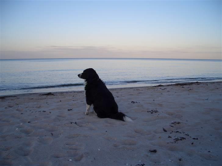 Blanding af racer Zenta billede 15