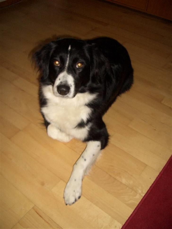 Blanding af racer Zenta billede 16