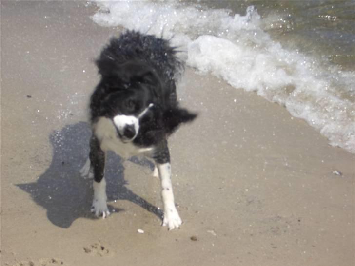 Blanding af racer Zenta billede 17