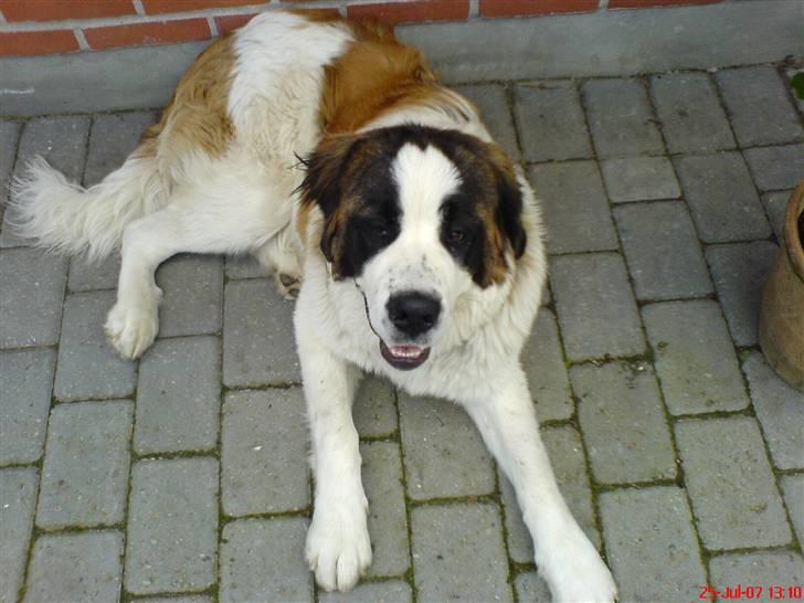 Sankt bernhardshund R.I.P Buller<3  billede 9