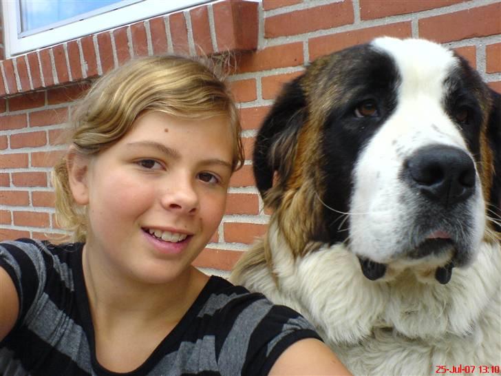 Sankt bernhardshund R.I.P Buller<3  billede 10