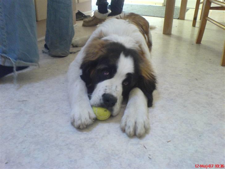 Sankt bernhardshund R.I.P Buller<3  billede 11