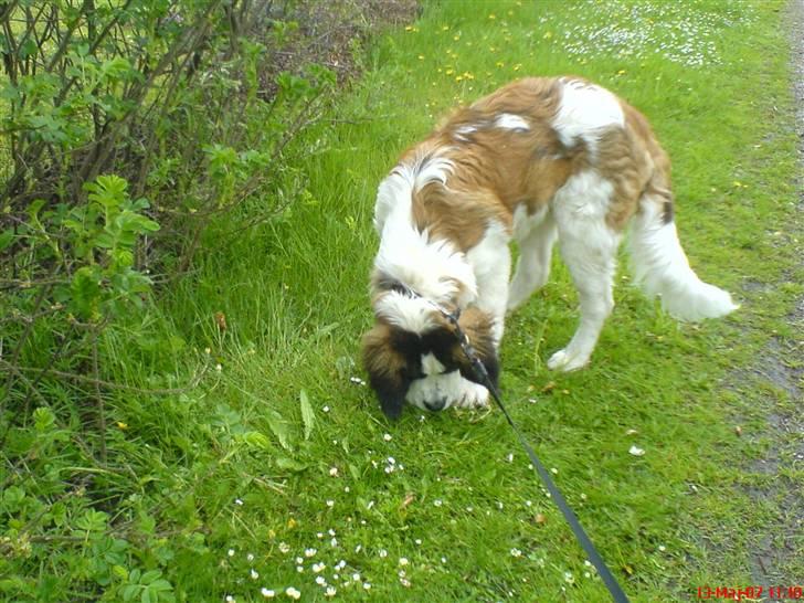 Sankt bernhardshund R.I.P Buller<3  billede 12