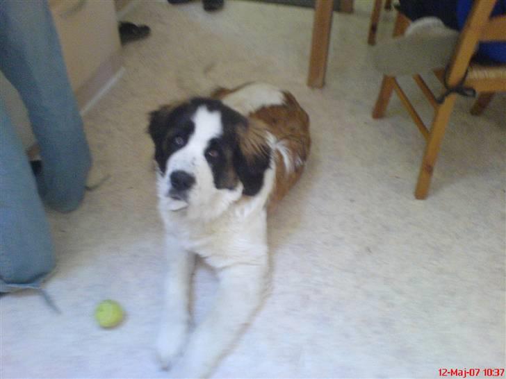 Sankt bernhardshund R.I.P Buller<3  billede 13