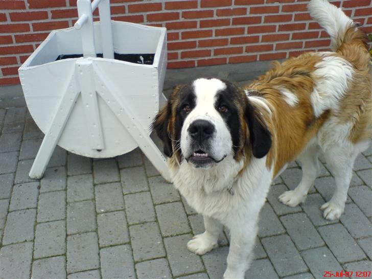 Sankt bernhardshund R.I.P Buller<3  billede 14