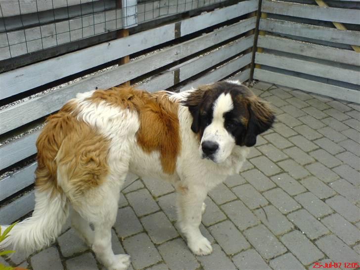 Sankt bernhardshund R.I.P Buller<3  billede 15