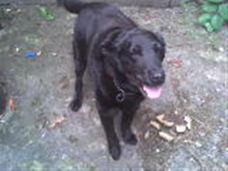 Labrador retriever Maxi (¯`v´¯) (R.I.P) billede 18
