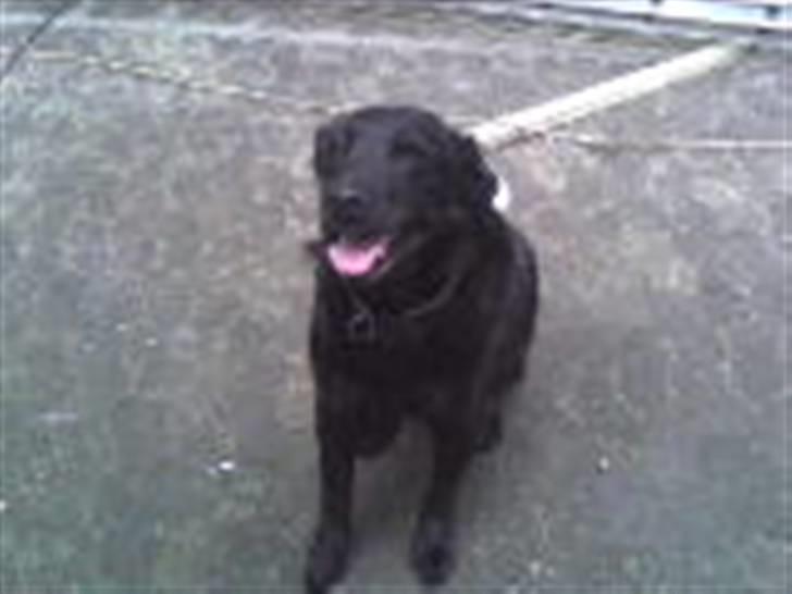 Labrador retriever Maxi (¯`v´¯) (R.I.P) billede 19