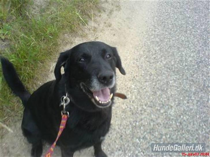 Labrador retriever Mozart >>--(¯`v´¯)->  billede 1