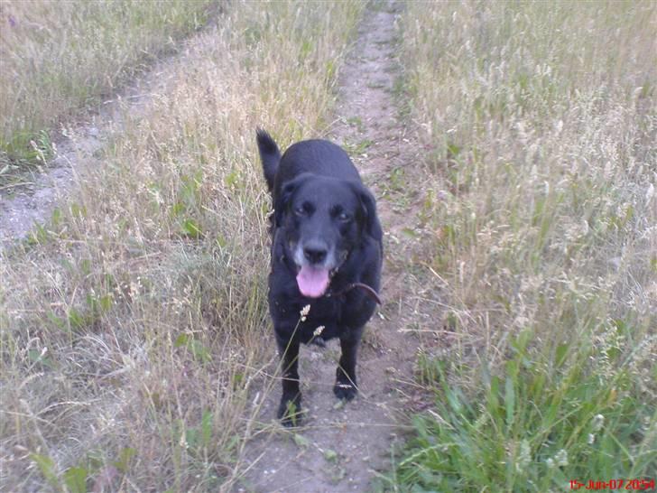 Labrador retriever Mozart >>--(¯`v´¯)->  billede 2