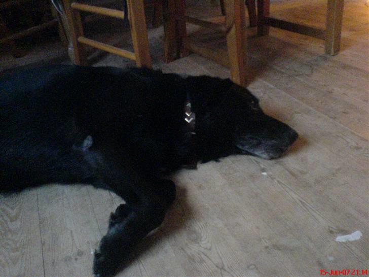 Labrador retriever Mozart >>--(¯`v´¯)->  billede 3