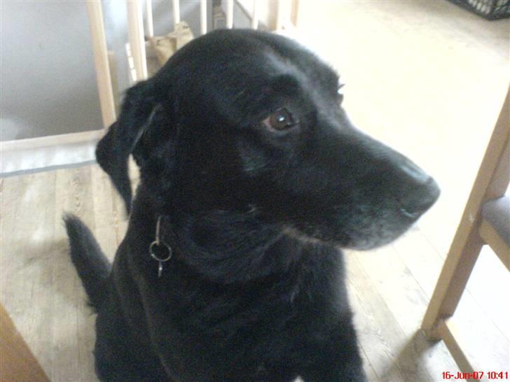 Labrador retriever Mozart >>--(¯`v´¯)->  billede 4