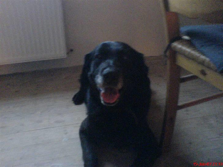 Labrador retriever Mozart >>--(¯`v´¯)->  billede 5