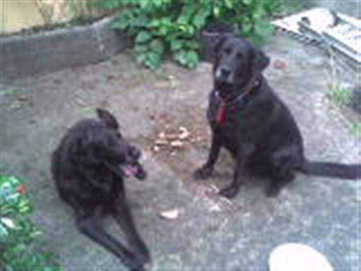 Labrador retriever Mozart >>--(¯`v´¯)->  billede 6