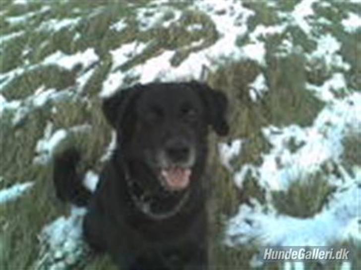 Labrador retriever Mozart >>--(¯`v´¯)->  billede 7