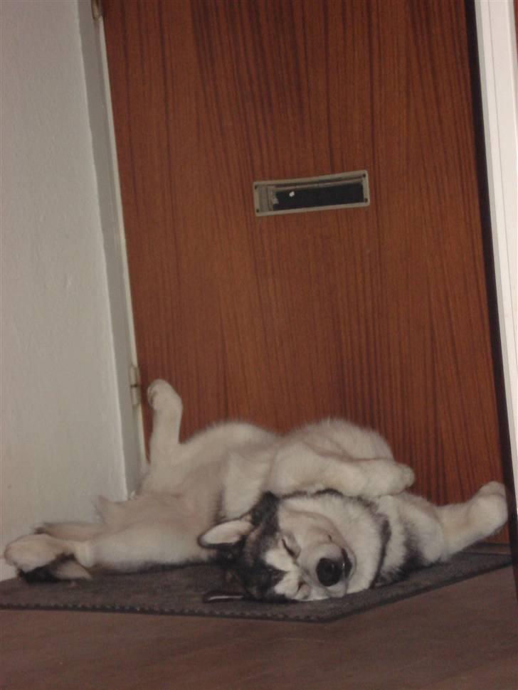 Alaskan malamute Mojo   - ZzzZzz.. sådan sover en mutte bedst... billede 2