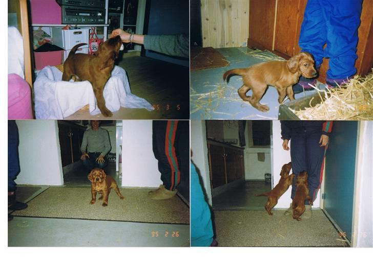 Irsk setter † Boss † R.I.P. Kirstinekjær's Boss - 1995 billede 14