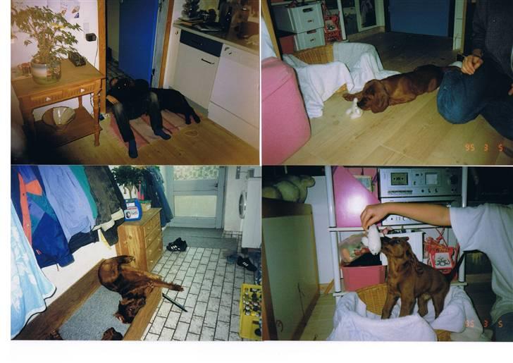 Irsk setter † Boss † R.I.P. Kirstinekjær's Boss - 1995 billede 15