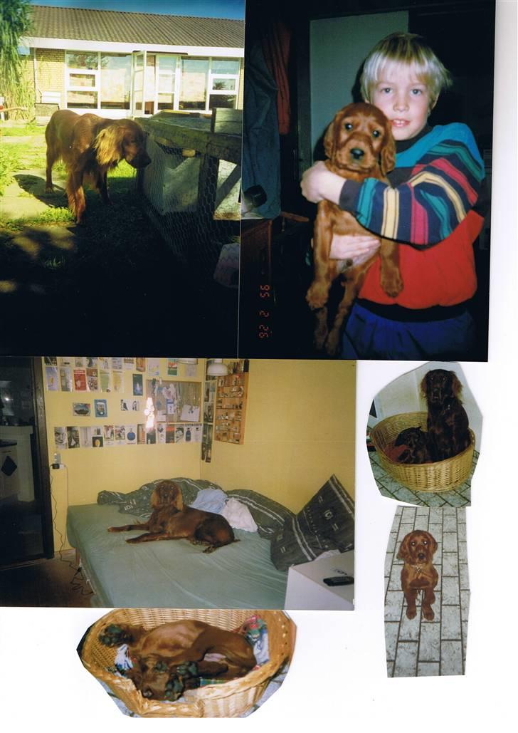 Irsk setter † Boss † R.I.P. Kirstinekjær's Boss - 1995 billede 16