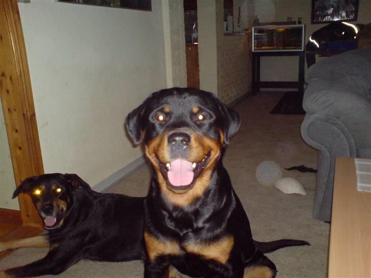 Rottweiler bosso billede 1