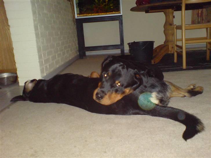 Rottweiler bosso billede 2