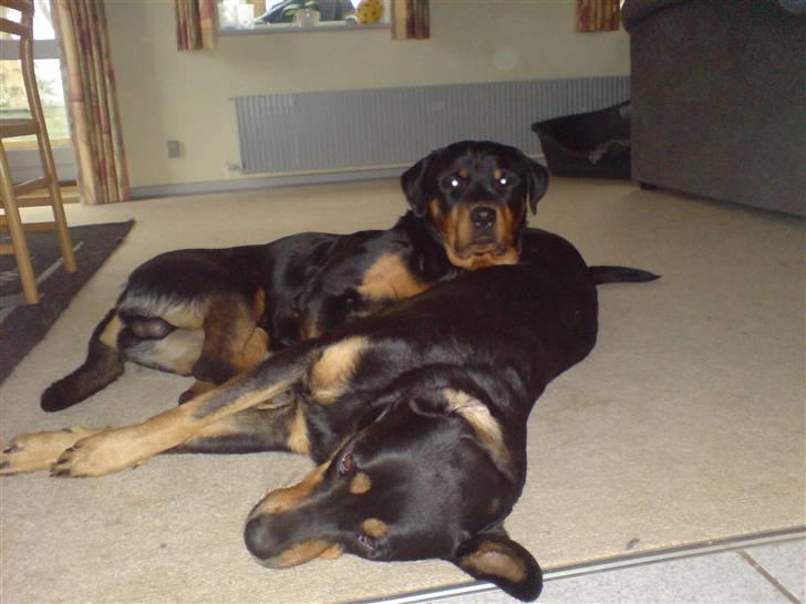 Rottweiler bosso billede 3