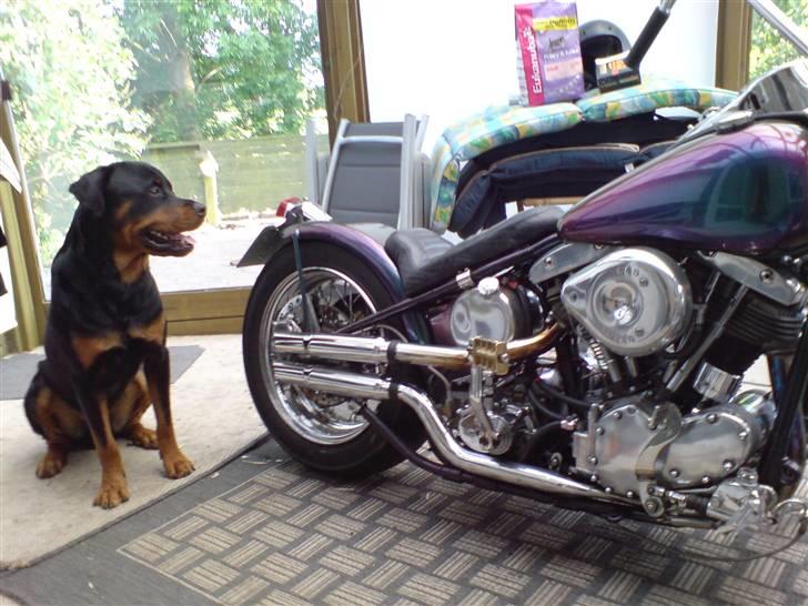 Rottweiler bosso billede 4