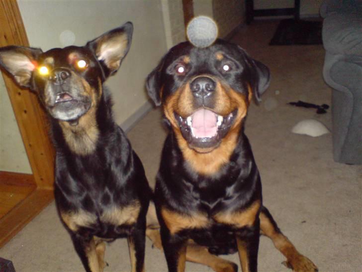 Rottweiler bosso - simba og bosso billede 5