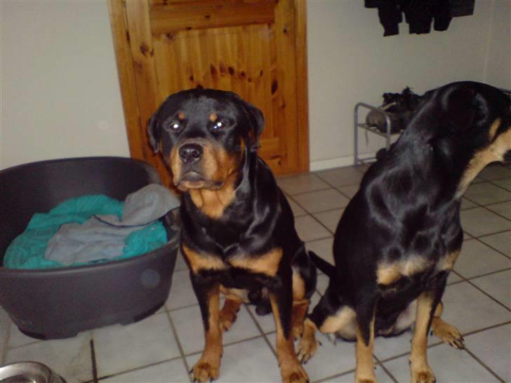 Rottweiler bosso billede 6