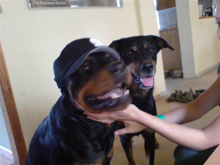Rottweiler bosso billede 7