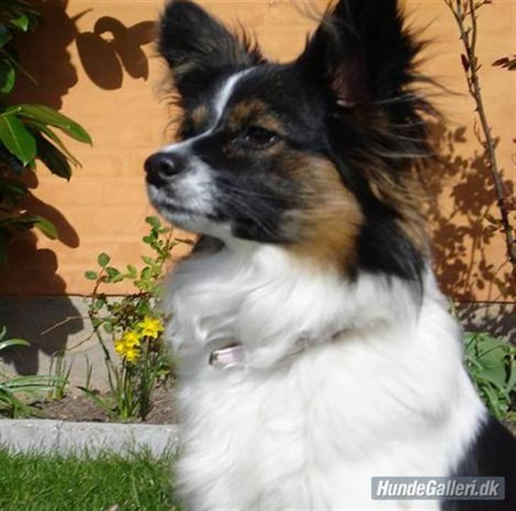 Papillon Chanel - Chanel - marts, 08 billede 1