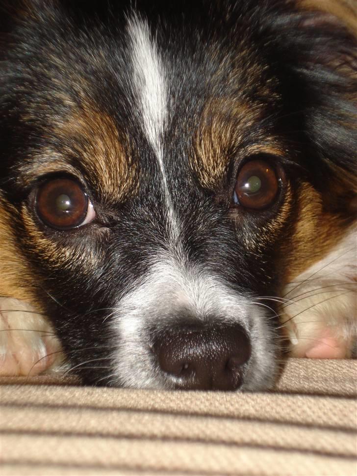 Papillon Chanel - Chanel - 27. dec. 07 billede 3