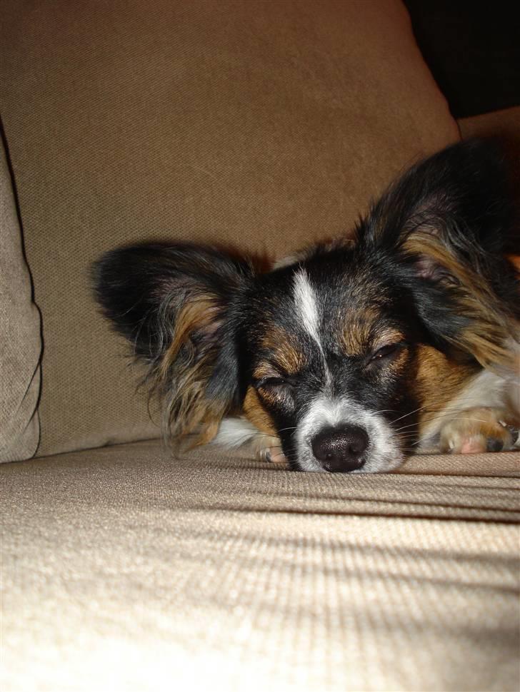 Papillon Chanel - Chanel - 27. dec. 07 billede 4