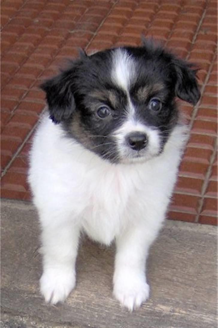 Papillon Chanel - Chanel - 5½ uge billede 5