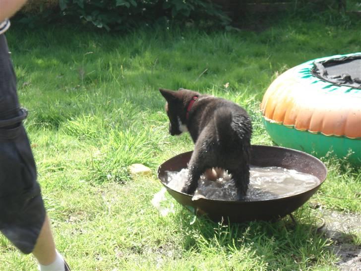 Karelsk bjørnehund Timber - Kan jeg måske ligge her??? billede 3