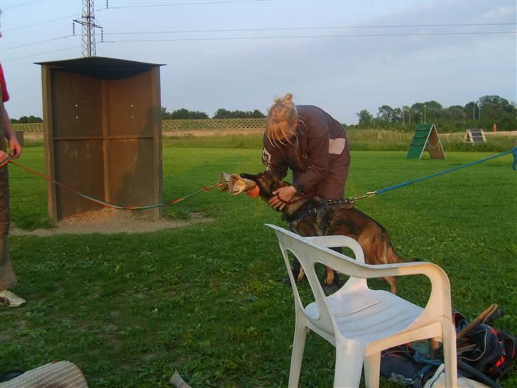 Schæferhund Amager's Fnuggi - Gr C billede 7