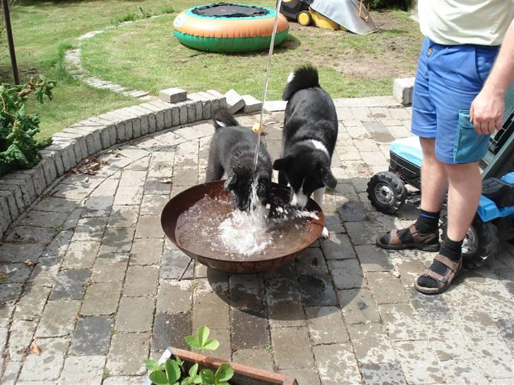 Karelsk bjørnehund Timber - Kan rigtig godt lide vand!!!! billede 4