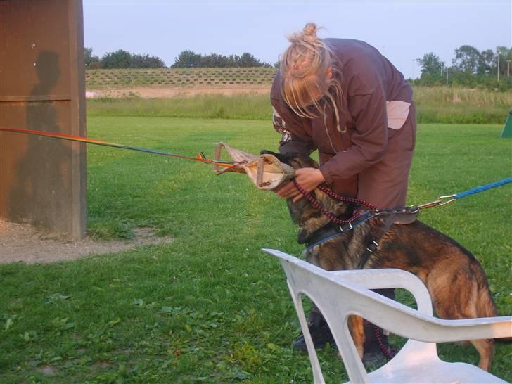 Schæferhund Amager's Fnuggi - Gr C  billede 8