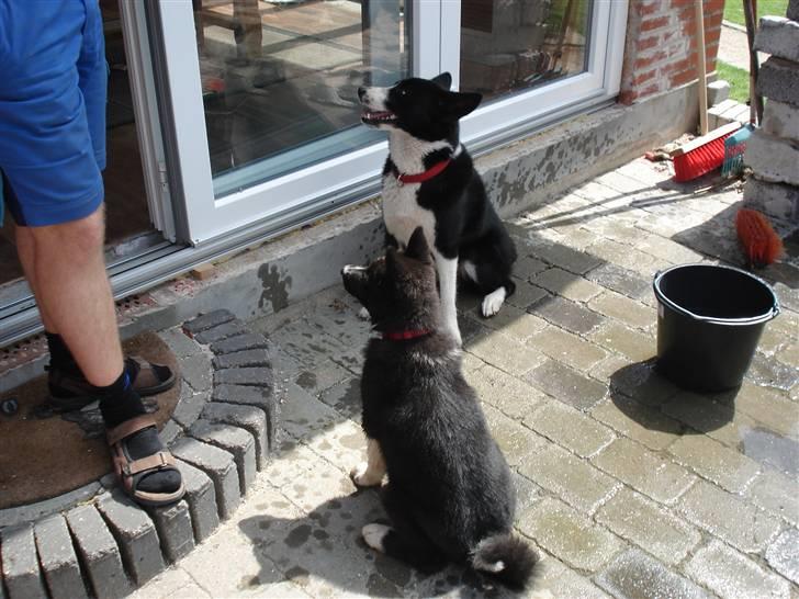 Karelsk bjørnehund Timber - Sidder pænt sammen med Donna billede 5