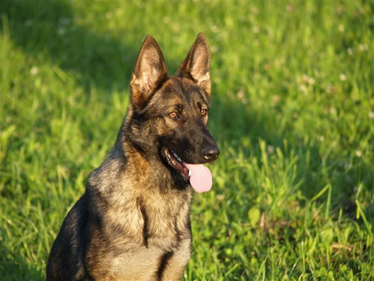 Schæferhund Amager's Fnuggi - Smukke Fnuggi billede 9