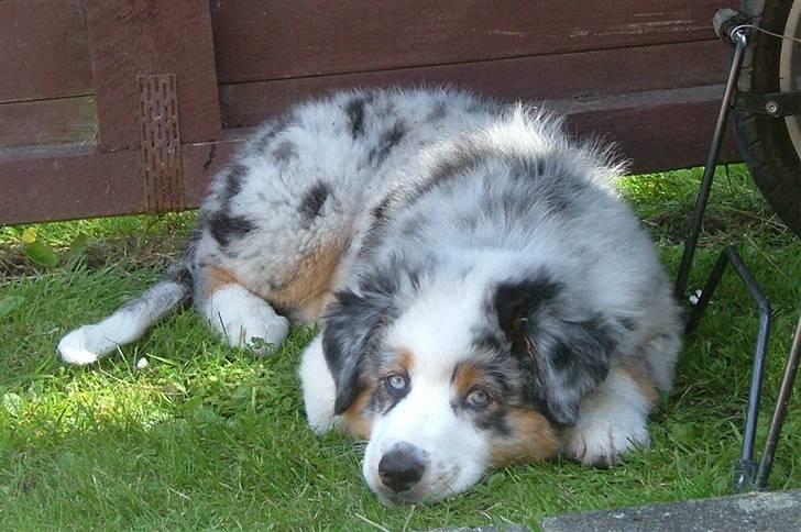 Australian shepherd PM Dumbledore in Disquise - 11 uger... ligger og passer på barnevognen ude i haven ;o) billede 12