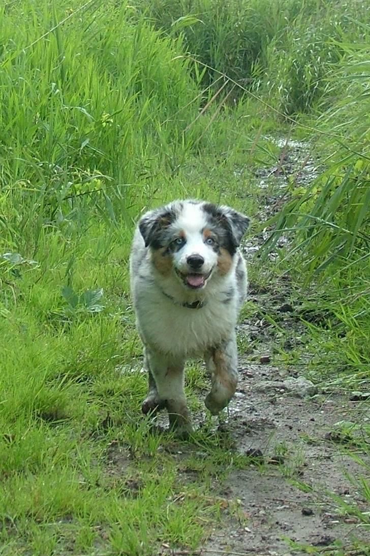 Australian shepherd PM Dumbledore in Disquise - Yeeehaaa... 13 uger billede 13