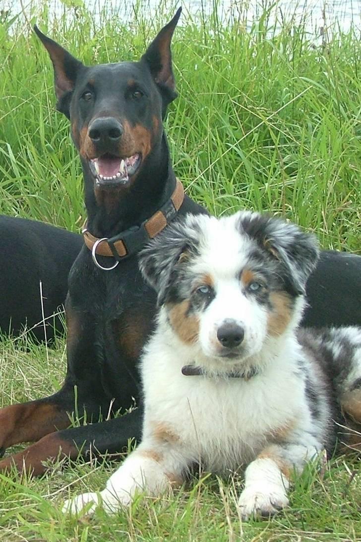 Australian shepherd PM Dumbledore in Disquise - Vega og Dumle allerede perlevenner... billede 14