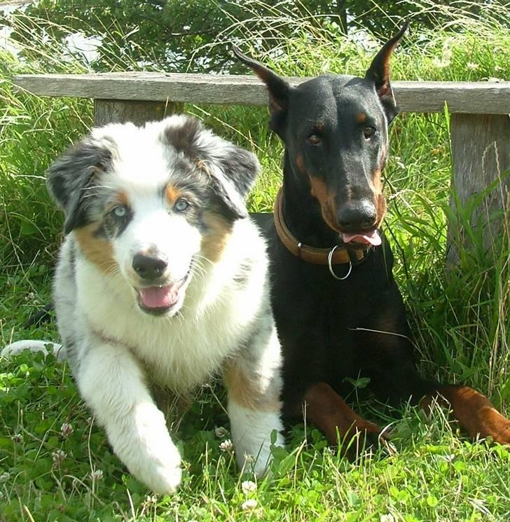 Australian shepherd PM Dumbledore in Disquise - NU gider jeg ikke sidde stille mere... kommer nuuuu... billede 15