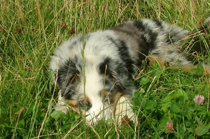 Australian shepherd PM Dumbledore in Disquise - 13 uger billede 16