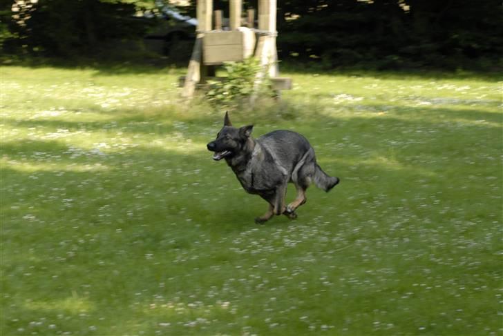 Schæferhund Hedegård's Honney billede 3