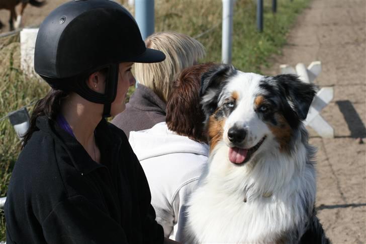 Australian shepherd PM Dumbledore in Disquise - Hygge på springbanen... juni 2008 billede 17